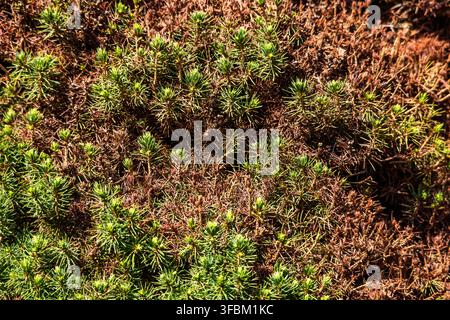 Hohe Blickwinkelaufnahme eines Garten-Wacholderbusches mit lebendigen grünen Nadeln, gemischt mit trockenem braunem Laub im Freien bei natürlichem Sonnenlicht ohne anwesende Personen. Stockfoto