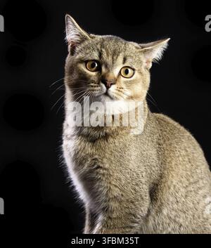 Porträt eines grauen Kätzchens schottische, gerade Chinchilla auf schwarzem Hintergrund blickt die Katze auf die Kamera Stockfoto