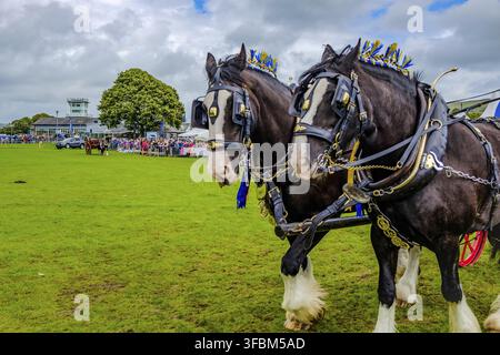 England Cartmel 3. August 2016 Shire-Pferde zeigen sich im Ring auf der Carmel Show Stockfoto