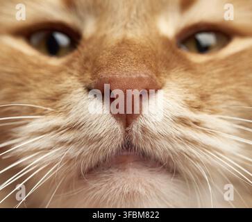 Schnauze einer erwachsenen Katze mit einem großen weißen Schnurrbart, Makro, selektiver Fokus Stockfoto