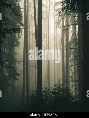Blick auf einen dichten Wald mit hohen Bäumen, die in dickem Morgennebel und weichem diffusem Licht gehüllt sind, Tschechische Republik. Stockfoto