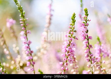 Zarte rosa gemeine Heide, Calluna vulgaris, blüht im Freien in sanftem natürlichem Licht mit flacher Schärfentiefe und traumhaftem botanischem Hintergrund. Stockfoto