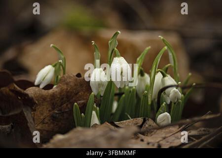 Gruppe wilder Schneeglöckchen in einem Wald mit Wassertropfen Stockfoto