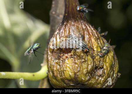 Graue Fleischfliege (Sarcophaga carnaria) und Goldfliegen (Lucilia spec.) auf einer überreifen Feige (Ficus carica), Weilerswist, Nordrhein-Westfalen, Deutschland Stockfoto