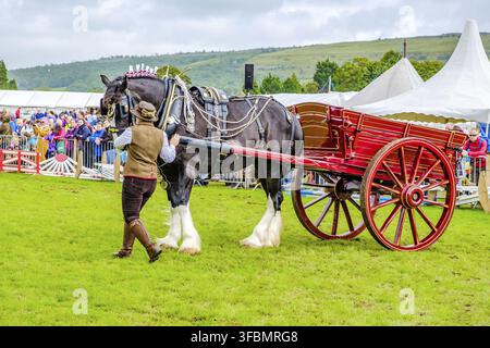 England Cartmel 3. August 2016 Shire-Pferde zeigen sich im Ring auf der Carmel Show Stockfoto