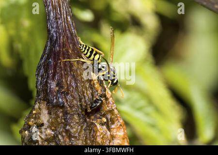 Hauswespe (Polistes dominula) auf einer überreifen Feige (Ficus carica), Weilerswist, Nordrhein-Westfalen, Deutschland Stockfoto