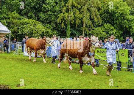 England Cartmel 3. August 2016 Shire-Pferde zeigen sich im Ring auf der Carmel Show Stockfoto