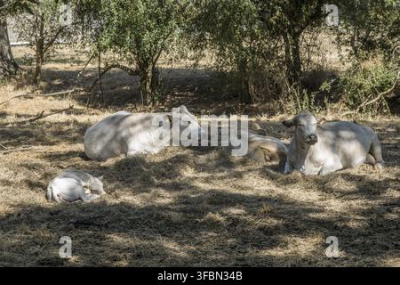 Weißes Vieh sucht Schutz im Schatten von Bäumen auf einer ausgetrockneten Weide, Weilerswist, Nordrhein-Westfalen, Deutschland Stockfoto