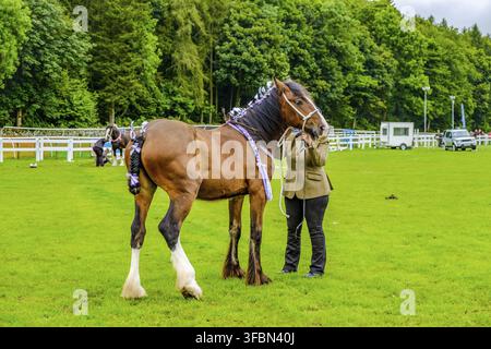 England Cartmel 3. August 2016 Shire-Pferde zeigen sich im Ring auf der Carmel Show Stockfoto
