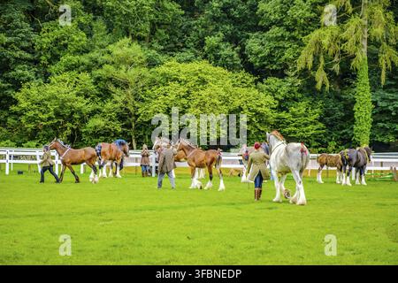 England Cartmel 3. August 2016 Shire-Pferde zeigen sich im Ring auf der Carmel Show Stockfoto