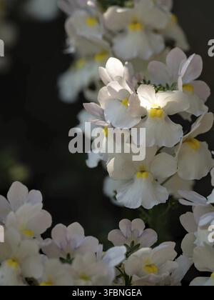 Nemesia Wisley Vanille blüht in voller Blüte Stockfoto