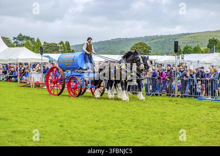 England Cartmel 3. August 2016 Shire-Pferde zeigen sich im Ring auf der Carmel Show Stockfoto