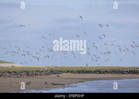 Schwarm von Möwen mit schwarzem Kopf (Chroicocephalus ridibundus) im Flug, Insel Wangerooge, Ostfriesland, Niedersachsen, Deutschland Stockfoto