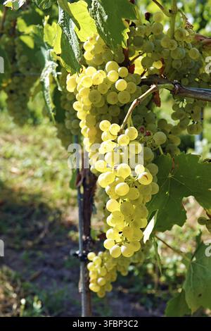 Kaiserstuhl Süd Baden nahe Freiburg Stockfoto