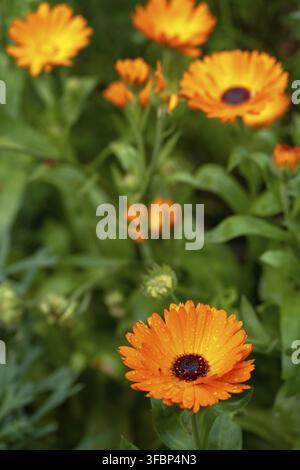 Schöne lebendige orangefarbene Ringelblumen oder Calendula Officinalis mit flacher Schärfentiefe Stockfoto