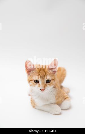 Süßes Ingwer- und Weißkätzchen auf weißem Hintergrund Stockfoto