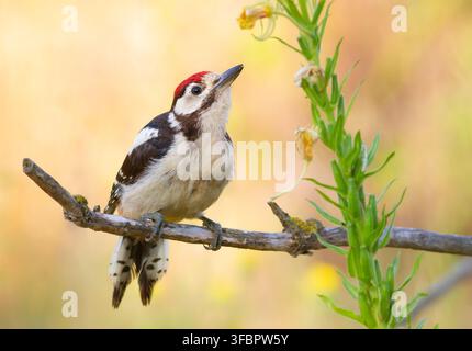 Buntspecht, Dendrocopos major. Am frühen Morgen saß ein junger Vogel auf einem Ast neben einer schönen Blume. Schönes Bokeh Stockfoto