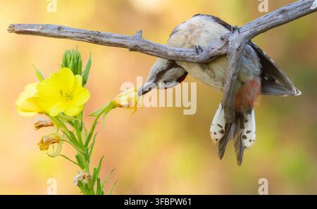 Buntspecht, Dendrocopos major. Am frühen Morgen saß ein junger Vogel auf einem Ast neben einer schönen Blume. Schmeckt Nektar oder sucht Stockfoto
