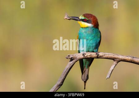 Europäischer Bienenfresser, Merops apiaster. Ein adultes Vogel sitzt auf einem trockenen Ast am frühen Morgen, sie hat einen Schmetterling gefangen und hält ihn im Schnabel Stockfoto