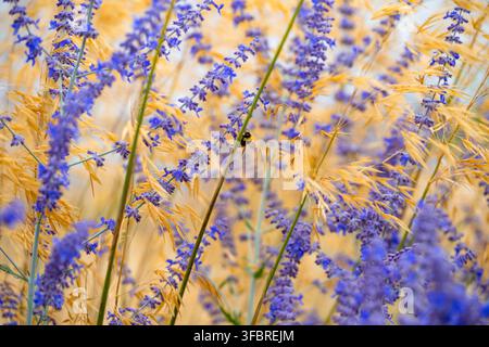 Nahaufnahme einer Hummel, die an lila Salbei-Blütenständen forscht, umgeben von goldfarbenen Ziergräsern in einem Garten in Norfolk, England. Stockfoto