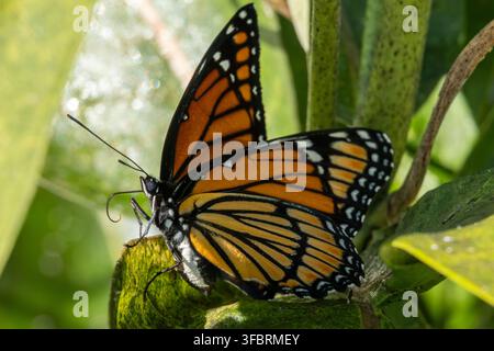 Viceroy-Schmetterling ruht auf Milkweed im hellen Sommersonnenschein und zeigt sein charakteristisches orange-schwarzes Flügelmuster im Profil. Stockfoto