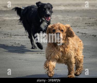 Goldener Spaniel und schwarzer Hund (Canis lupus familiaris) laufen am Strand Stockfoto