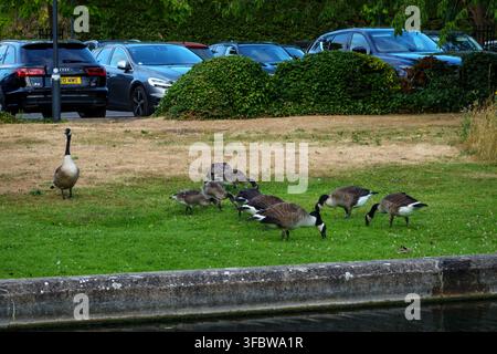 Kanadagänse-Familie, die an einem sonnigen Tag auf saftigem grünen Gras in Cambridge grast Stockfoto