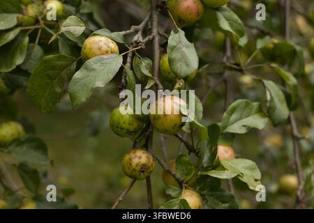 Grüne Äpfel an Zweigen eines Baumes im Garten Stockfoto