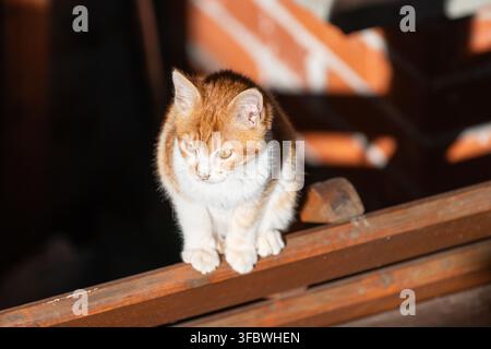 Ein orange-weißes Kätzchen sitzt aufmerksam auf einer hölzernen Fensterbank oder einem Geländer im Innenraum. Stockfoto