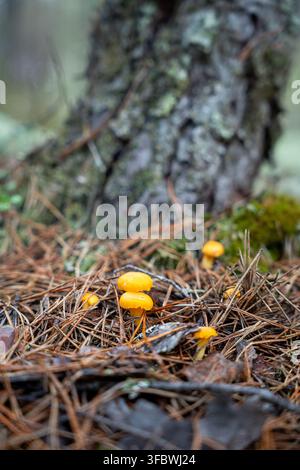 Kleine gelbe Wildpilze, die zwischen gefallenen Kiefernnadeln auf dem Waldboden wachsen Stockfoto