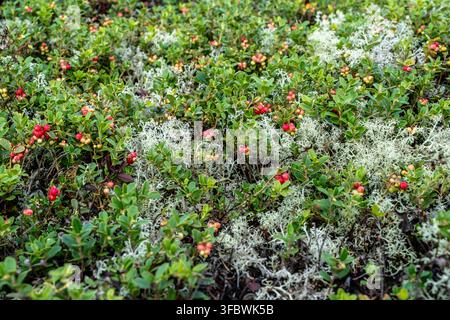 Wilde Preiselbeeren, die zwischen blassem Rentierflechten auf dem Waldboden in einem nördlichen Kiefernwald wachsen Stockfoto