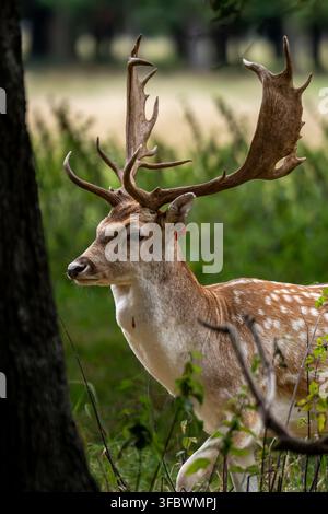 Majestätisches Rehwild mit großen Geweihen steht in einem üppigen Wald, umgeben von grüner Vegetation und sanft verschwommener natürlicher Landschaft. Stockfoto
