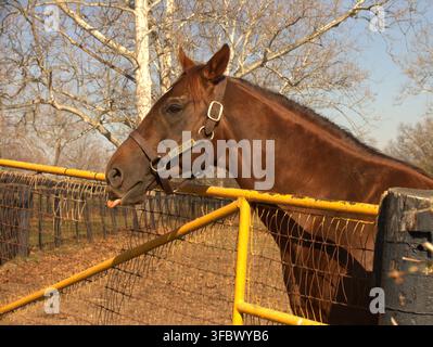 Erster Samurai, auf Claiborne Farm, Paris, Kentucky, USA, 2010. Stockfoto