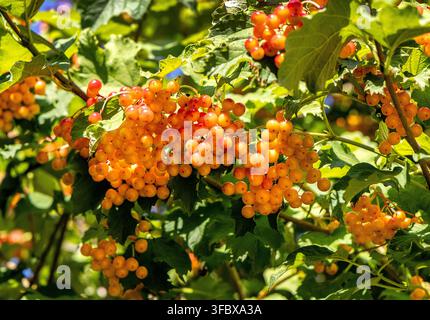 Büschel von gelb-orangen Beeren an einem Holunderstrauch, umgeben von grünem Laub im Sommerlicht Stockfoto