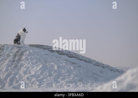 Schwarz-weißer Hund steht aufmerksam auf dem Kamm eines schneebedeckten Hügels vor einem blassen Winterhimmel. Minimale atmosphärische Außenszene, die Winter illustriert Stockfoto
