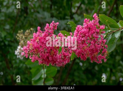 Ein Büschel lebhafter rosa Blüten von einem Crape-Myrtle-Baum (Lagerstroemia), Stockfoto