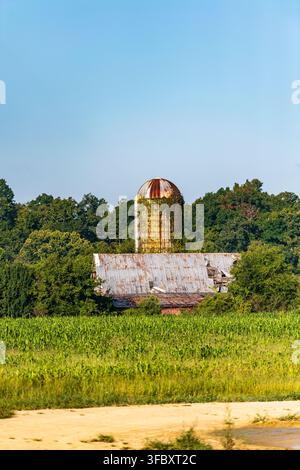 Ein Blick auf eine rustikale Scheune und einen Silo neben Weinreihen. Sonnenlicht strahlt warm über die grünen Felder. Das verwitterte Dach zeigt Zeichen von Alter und Nutzung. Hohe Rebe Stockfoto