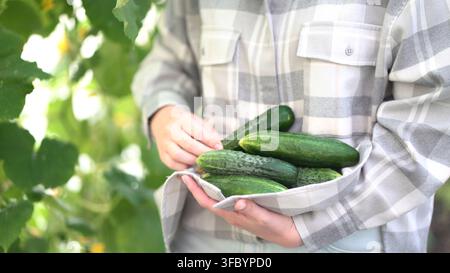 Junge Frau in kariertem Hemd sammelt sorgfältig frische grüne Gurken von den Ranken in einem hellen Gewächshaus voller üppiger Blätter und Sonnenlicht. Stockfoto