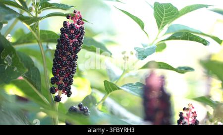 Lebendige schwarze Pokebeeren von Phytolacca americana an rosa Stängeln, detaillierte Ansicht der giftigen Wildpflanze und grüner Blätter im Waldsonnenlicht. Stockfoto