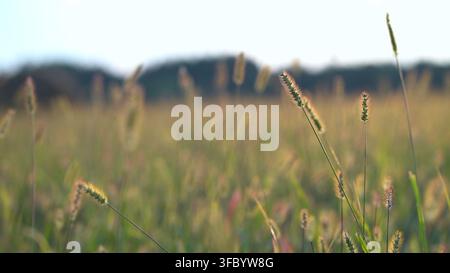 Geschützte Wiese mit hohem Wildgras, das sich sanft im warmen Sonnenlicht wiegt, weicher Bokeh-Hintergrund mit Horizontbäumen, ruhige Landschaft auf dem Land, perfekt für Stockfoto