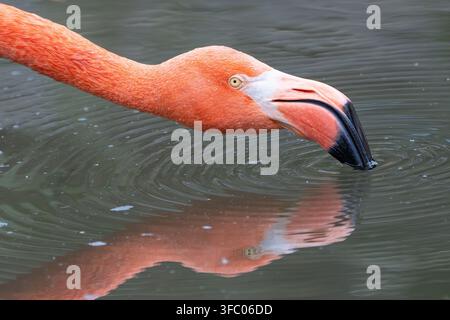 Amerikanischer Flamingo  Phoenicopterus ruber Stockfoto