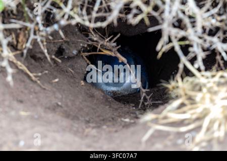 Nahaufnahme eines Tasmanischen Pinguins im Bau, der dich ansieht Tasmanische Pinguine Launceston Tasmanien Australien Stockfoto