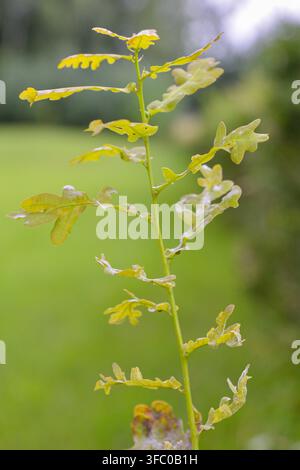 Nahaufnahme eines jungen Eichen-Setzlings mit frischen gelappten Blättern, die im Freien im weichen natürlichen Licht wachsen, mit einem verschwommenen grünen Hintergrund. Ideal für Natur, Öko Stockfoto