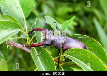 Seltener Insekten-Panzerkäfer in der Natur. Nahaufnahme des Panzerkäfers. Stockfoto