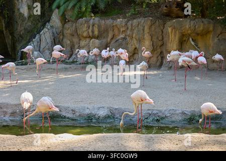 Schwarm rosa Flamingos im tropischen Lagunenhabitat. Stockfoto