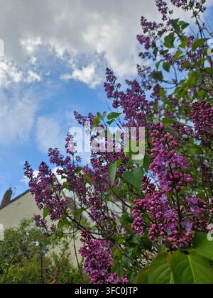 Flieder (Syringa vulgaris) im Frühlingsblühen, mit Büscheln violetter Blüten und frischem grünen Laub vor einem blauen Himmel mit weißen Wolken, der neben wächst Stockfoto