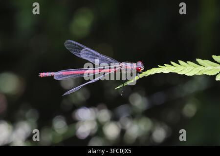 Große rote Azurjungfer (Pyrrhosoma nymphula) auf einem Blatt an einem Teich in einem Garten, blickt in Richtung Kamera, dunkler Hintergrund, Wilnsdorf, Nordrhein-Westfalen Stockfoto