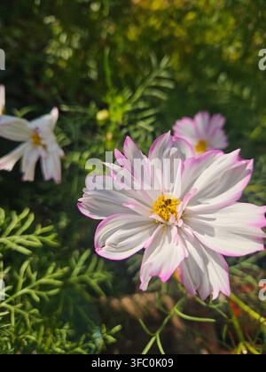 Rosa- und weißer Kosmosblüte (Cosmos bipinnatus) in einem Sommergarten Stockfoto