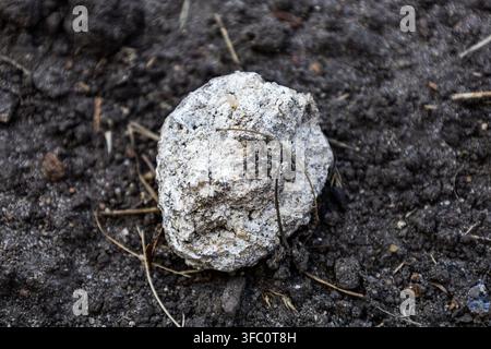 Eine hochdetaillierte Nahaufnahme eines hellfarbigen Mineralgesteins, das auf dunklem, reichhaltigem Gartenerde ruht. Ausgezeichnet für Themen im Zusammenhang mit Geologie und Landwirtschaft Stockfoto