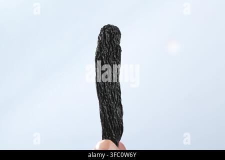 Einzelne getrocknete Vanilleschote steht aufrecht vor einem schlichten hellen Hintergrund. Stockfoto
